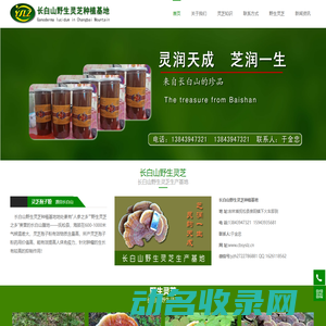 灵芝孢子粉,长白山野生灵芝,东北吉林山珍菌类
